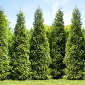 3 Thuja Green Giant Arborvitae 2.5 in Pot - Fast Growing Hedge