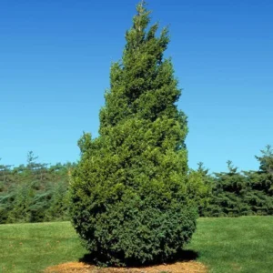 3 Thuja Green Giant Arborvitae 2.5 in Pot - Fast Growing Hedge
