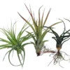 3 Tillandsia Airplants - Bareroot Indoor Houseplants for Terrarium/Fairy Garden Décor
