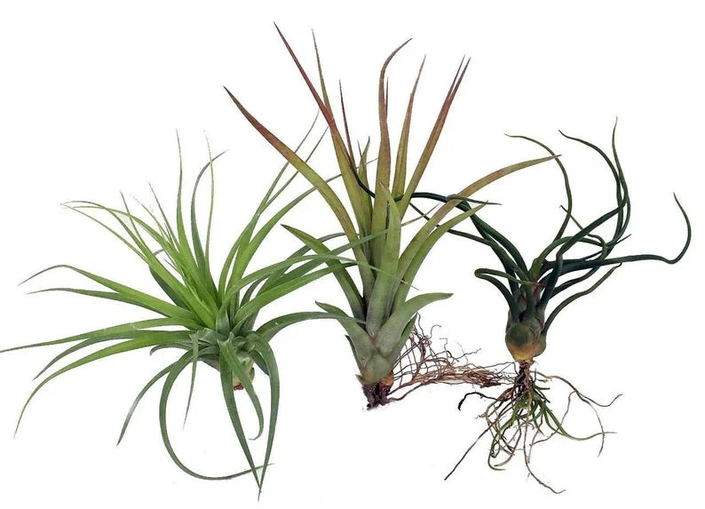 3 Tillandsia Airplants - Bareroot Indoor Houseplants for Terrarium/Fairy Garden Décor