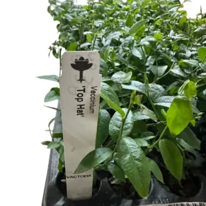 3 Top Hat Dwarf Blueberry Bush Starter Plant Edible Fruit Compact