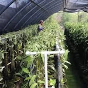 3 Vanilla Bean Orchid Plants Vanilla planifolia Edible Fast-Growing