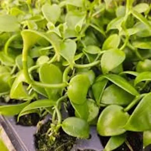 3 Vanilla Bean Orchid Plants Vanilla planifolia Edible Fast-Growing