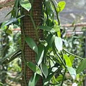 3 Vanilla Bean Orchid Plants Vanilla planifolia Edible Fast-Growing