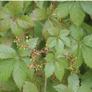 3 Virginia Creeper Vines Bare Root Perennial Climbing Trellis Vine