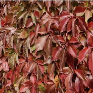 3 Virginia Creeper Vines Bare Root Perennial Climbing Trellis Vine