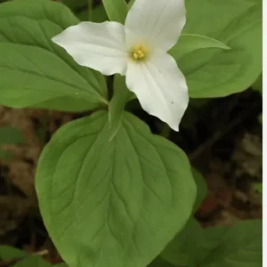 3 White Trillium Bulbs | Trillium Grandiflorum | Organic Wildflower Shade