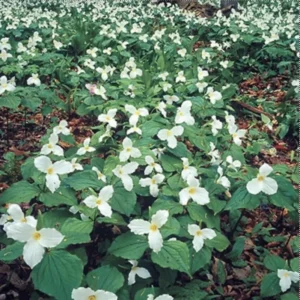 3 White Trillium Bulbs | Trillium Grandiflorum | Organic Wildflower Shade