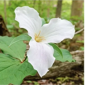 3 White Trillium Bulbs | Trillium Grandiflorum | Organic Wildflower Shade