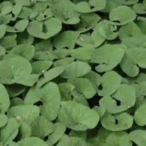 3 Wild Ginger Plant Roots Asarum Canadense - Bare Root Native Wildflower for Woodland Gardens