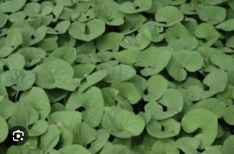 3 Wild Ginger Plant Roots Asarum Canadense - Bare Root Native Wildflower for Woodland Gardens