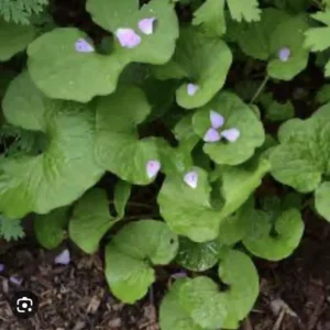 3 Wild Ginger Plant Roots Asarum Canadense - Bare Root Native Wildflower for Woodland Gardens
