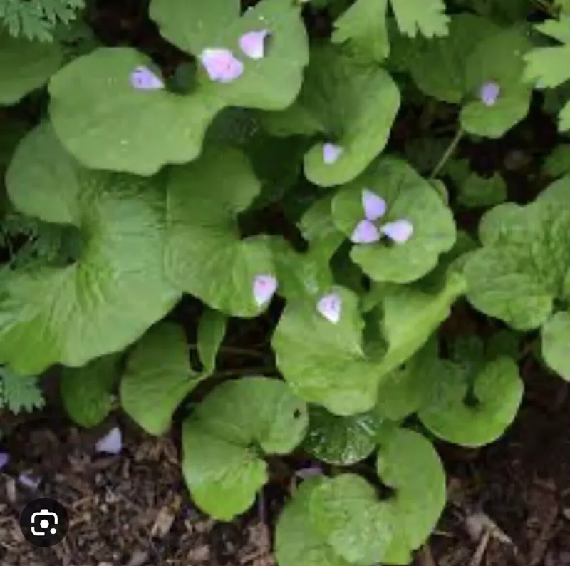 3 Wild Ginger Plant Roots Asarum Canadense - Bare Root Native Wildflower for Woodland Gardens