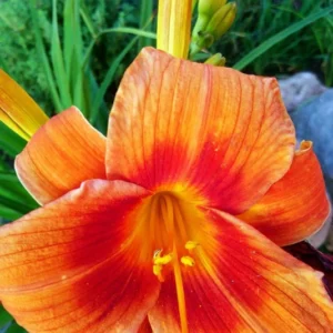 3 Wild Hemerocallis Orange Daylily Bare-root | Perennial, Vibrant Blooms, 5-6''