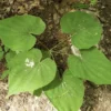3 Wild Yam Plants Bare Root Dioscorea Perennial Organic Vine Bulbs Wildflower