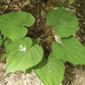 3 Wild Yam Plants Bare Root Dioscorea Perennial Organic Vine Bulbs Wildflower