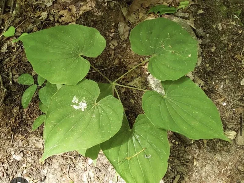 3 Wild Yam Plants Bare Root Dioscorea Perennial Organic Vine Bulbs Wildflower