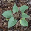 3 Wild Yam Plants Bare Root Dioscorea Perennial Organic Vine Bulbs Wildflower