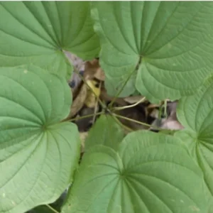 3 Wild Yam Plants Bare Root Dioscorea Perennial Organic Vine Bulbs Wildflower