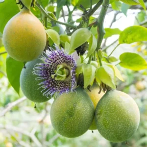 Maypop Passion Flower Plant - 2-4 in Plug - Edible Fruit Vine