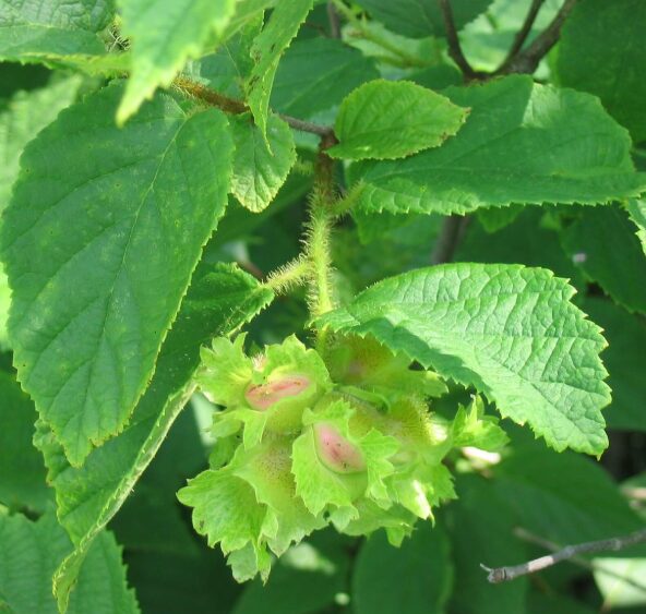 American Hazelnut - Edible Shrub - Starter Plant - 5-7 Inch - Dormant - Image 2