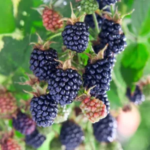 Big Daddy Thornless Blackberry
