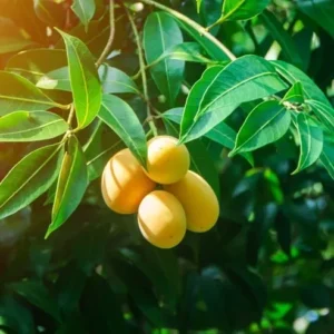 Live Ataulfo Mango Tree Plant Yellow Golden Mango Tree Fruit Starter Plant 4