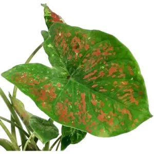 4 Caladium Bulbs - Green Pink Yellow Tricolor - Bulk Tropical Tuber