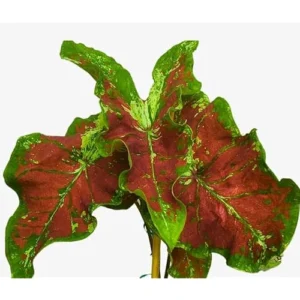 4 Caladium Bulbs - Green Pink Yellow Tricolor - Bulk Tropical Tuber