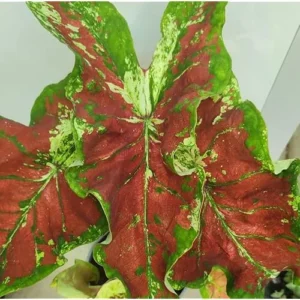4 Caladium Bulbs - Green Pink Yellow Tricolor - Bulk Tropical Tuber
