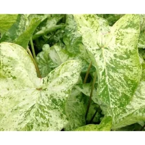 4 Caladium Bulbs - White Green Caladiums - Tropical Foliage Plants