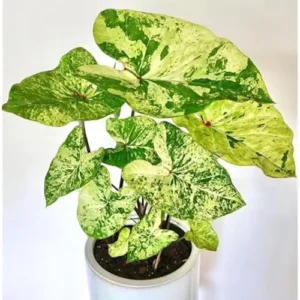 4 Caladium Bulbs - White Green Caladiums - Tropical Foliage Plants