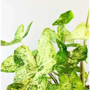 4 Caladium Bulbs - White Green Caladiums - Tropical Foliage Plants