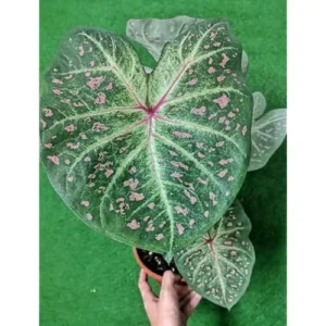 4 Caladium Bulbs for Planting, Green White Tricolor Caladium Tubers, Bulk Pack