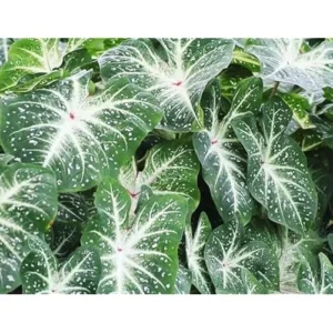 4 Caladium Bulbs for Planting, Green White Tricolor Caladium Tubers, Bulk Pack