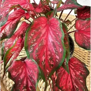 4 Caladium Bulbs for Planting - Scarlet Flame Variety, Vibrant Red and Green Foliage