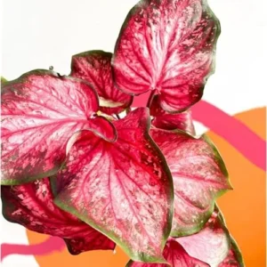 4 Caladium Bulbs for Planting - Scarlet Flame Variety, Vibrant Red and Green Foliage