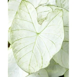 4 Caladium Bulbs for Planting - White Caladiums Tuber, Bulk Pack