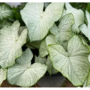 4 Caladium Bulbs for Planting - White Caladiums Tuber, Bulk Pack