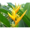 4 Gold Bird of Paradise Rhizomes - 10 Inch Tall Bare Roots, Yellow Strelitzia Reginae Plant