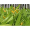 4 Gold Bird of Paradise Rhizomes - 10 Inch Tall Bare Roots, Yellow Strelitzia Reginae Plant