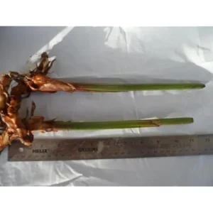 4 Gold Bird of Paradise Rhizomes - 10 Inch Tall Bare Roots, Yellow Strelitzia Reginae Plant
