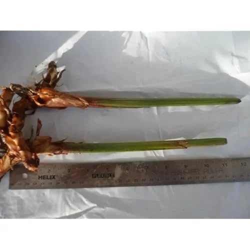 4 Gold Bird of Paradise Rhizomes - 10 Inch Tall Bare Roots, Yellow Strelitzia Reginae Plant