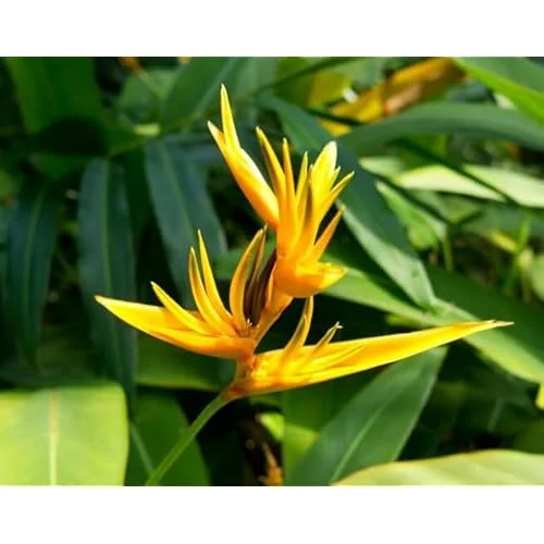 4 Gold Bird of Paradise Rhizomes - 10 Inch Tall Bare Roots, Yellow Strelitzia Reginae Plant