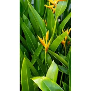 4 Gold Bird of Paradise Rhizomes - 10 Inch Tall Bare Roots, Yellow Strelitzia Reginae Plant