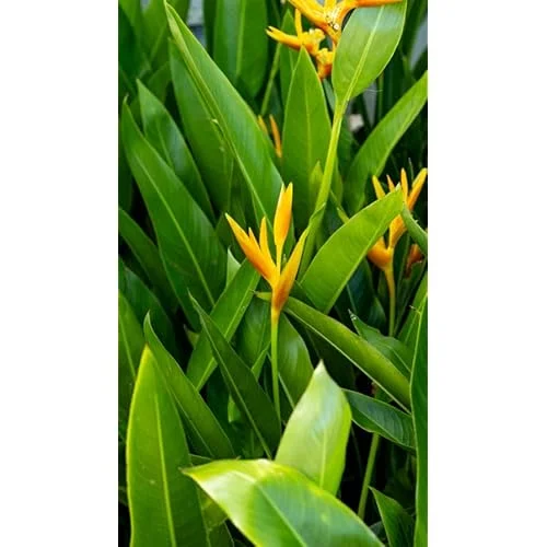 4 Gold Bird of Paradise Rhizomes - 10 Inch Tall Bare Roots, Yellow Strelitzia Reginae Plant