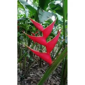 4 Heliconia Iris Live Plants - 4 to 8 Inch Red Rhizomes for Planting