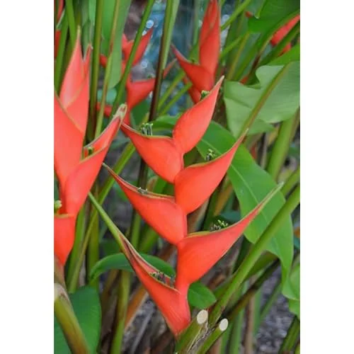4 Heliconia Iris Live Plants - 4 to 8 Inch Red Rhizomes for Planting