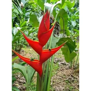 4 Heliconia Iris Live Plants - 4 to 8 Inch Red Rhizomes for Planting