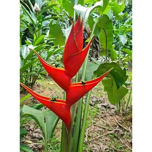 4 Heliconia Iris Live Plants - 4 to 8 Inch Red Rhizomes for Planting